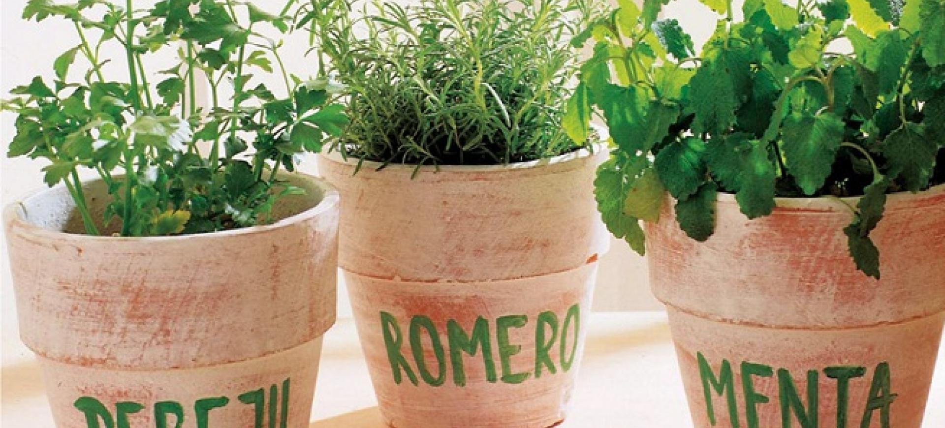 plantas-aromaticas-terraza.jpeg