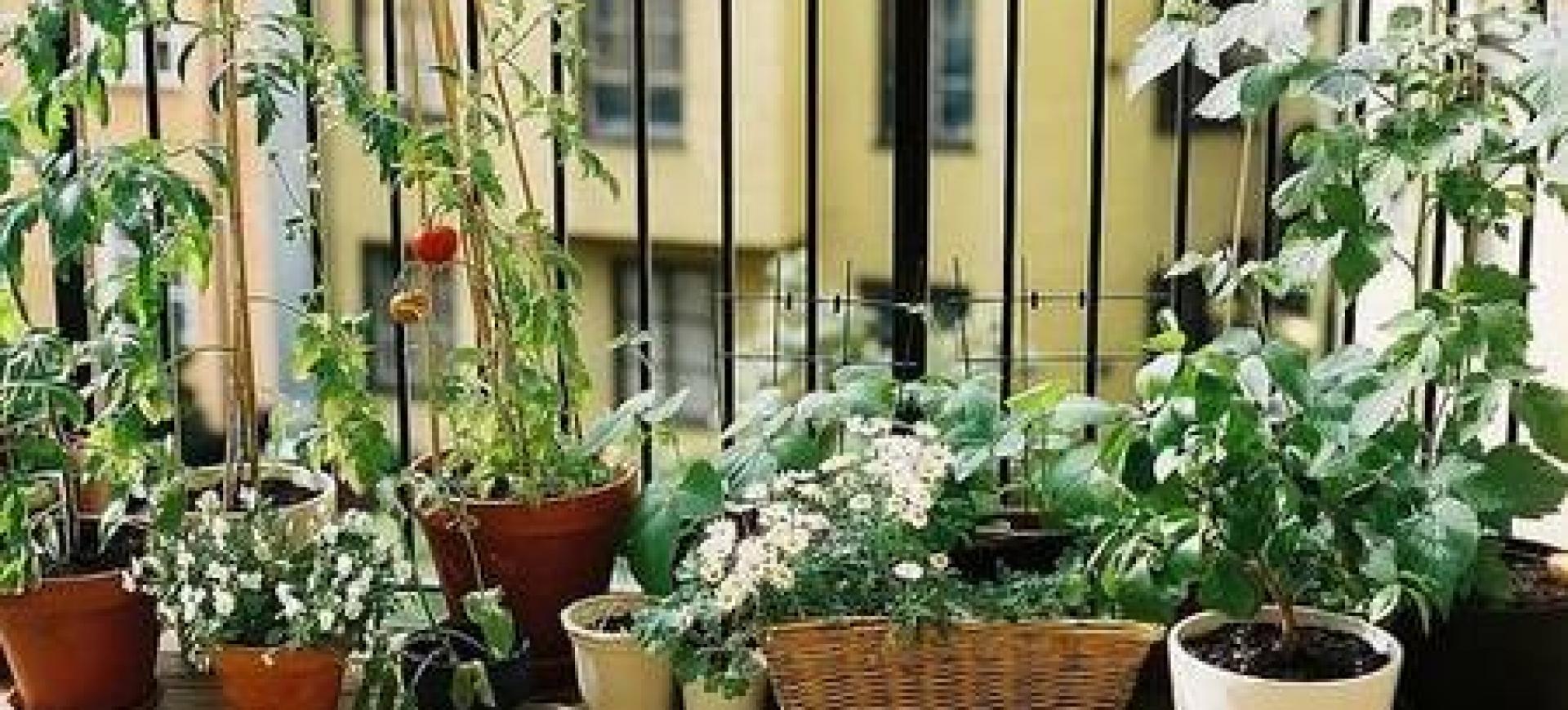 plantas-balcones-otono.jpeg